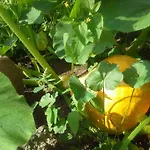 Gutshaus Buberow - Haupthaus & Loft Fuer Seminare & Gruppen * Gransee