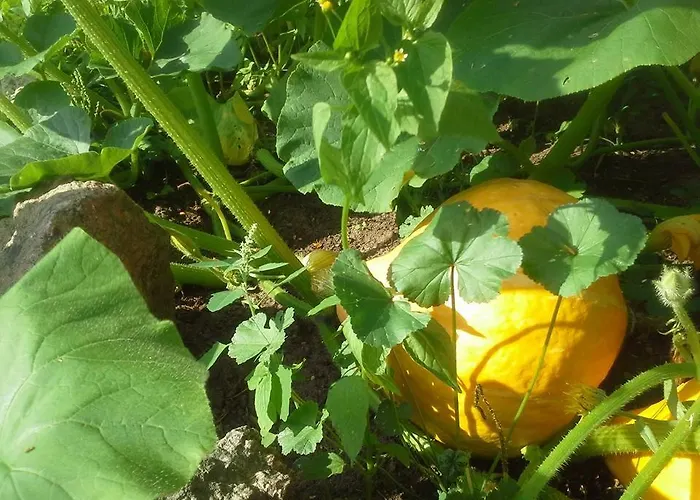 Gutshaus Buberow - Haupthaus & Loft Fuer Seminare & Gruppen * Gransee